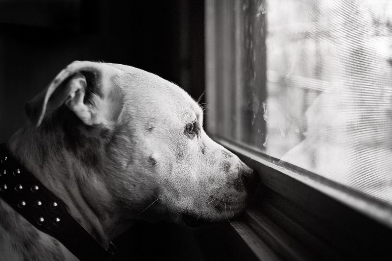 Close-up of dog looking through window