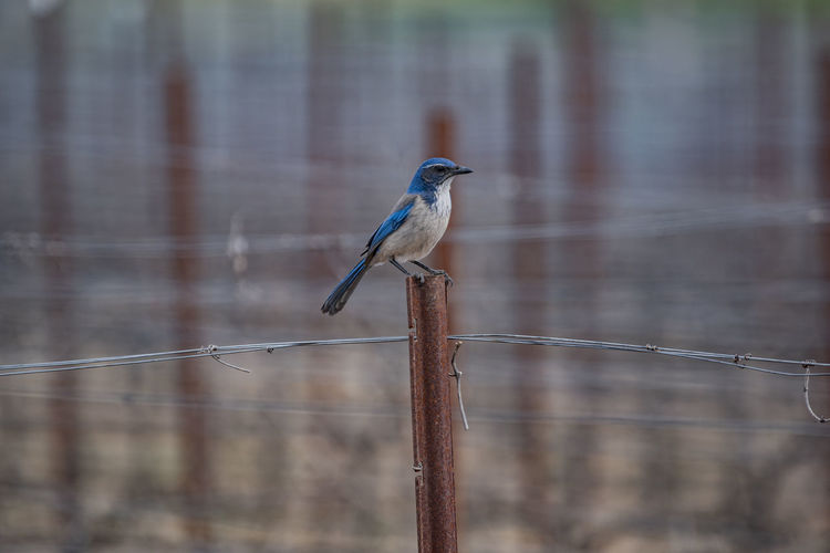 Blue scrub jay perched on a rusty metal fence post in a vineyard