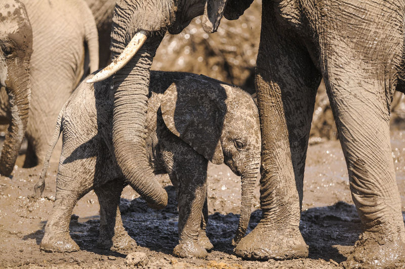 Close-up of elephants