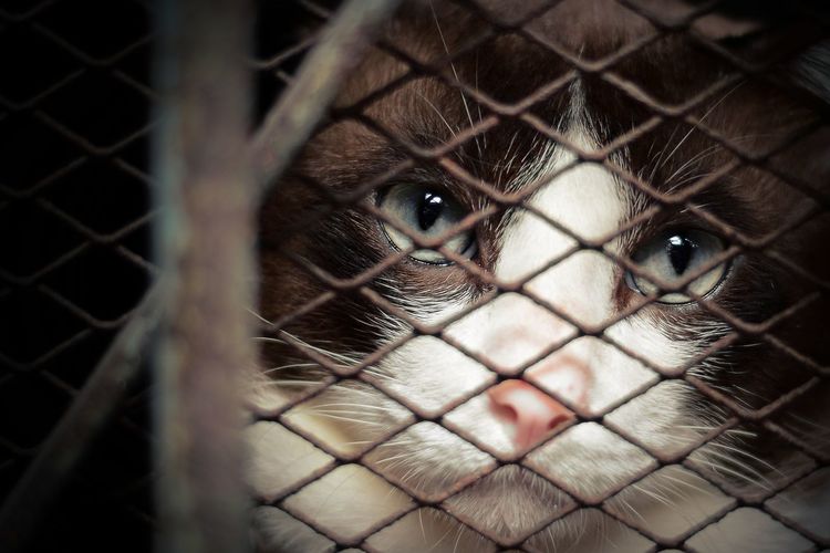 Portrait of cat in cage seen through chainlink fence