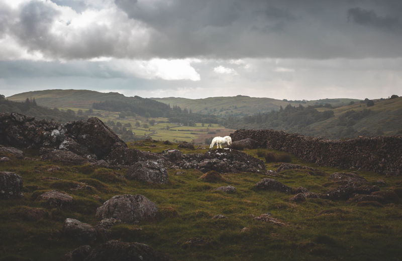 Scenic view of landscape against sky with white horse