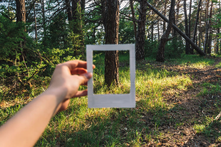 Defocused image of hand holding instant photo of tree in forest