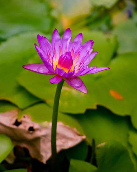 Close-up of pink water lily in pond