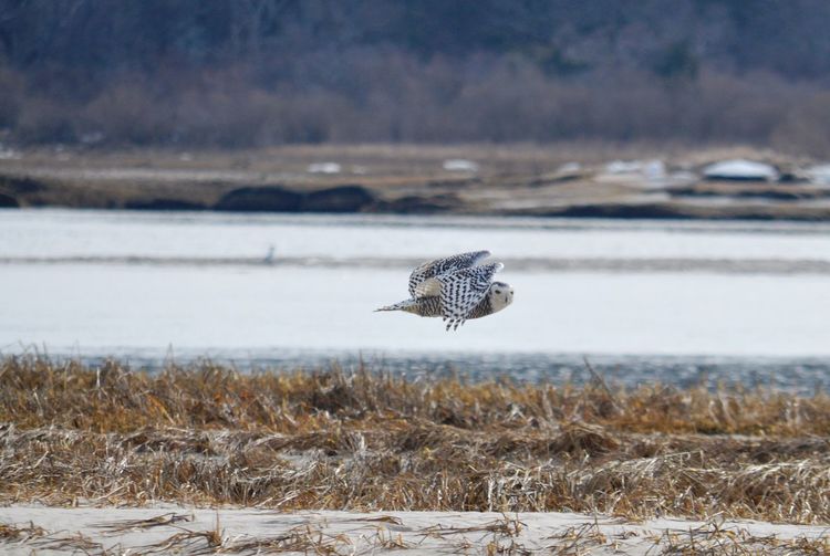 Snowy owl flying over field