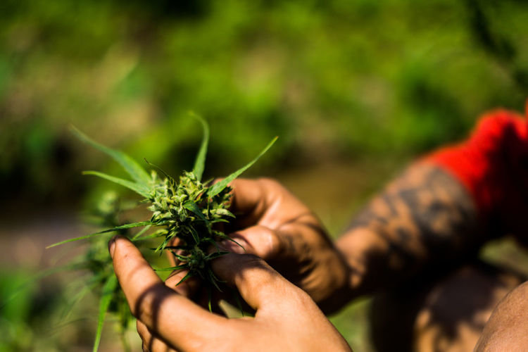 Close-up of hand holding plant