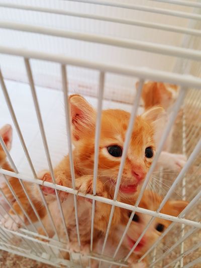 Portrait of kitten in cage