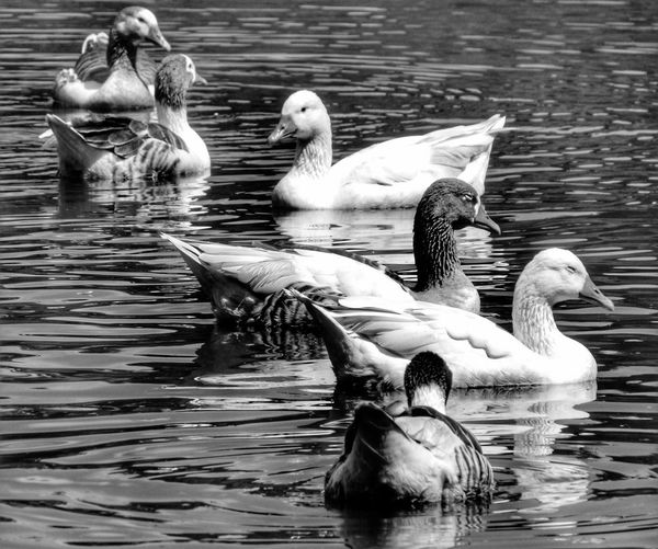 Geese swimming in lake