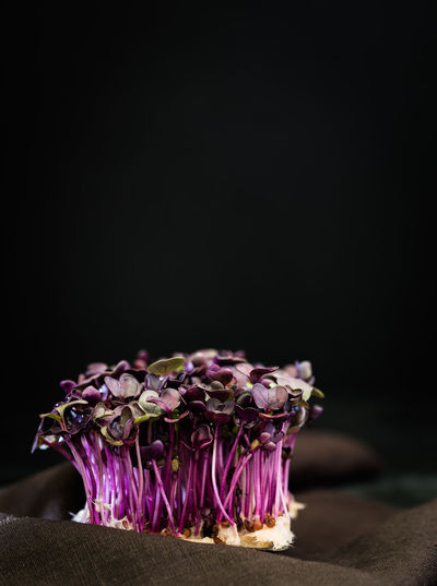 Close-up of purple cress against black background