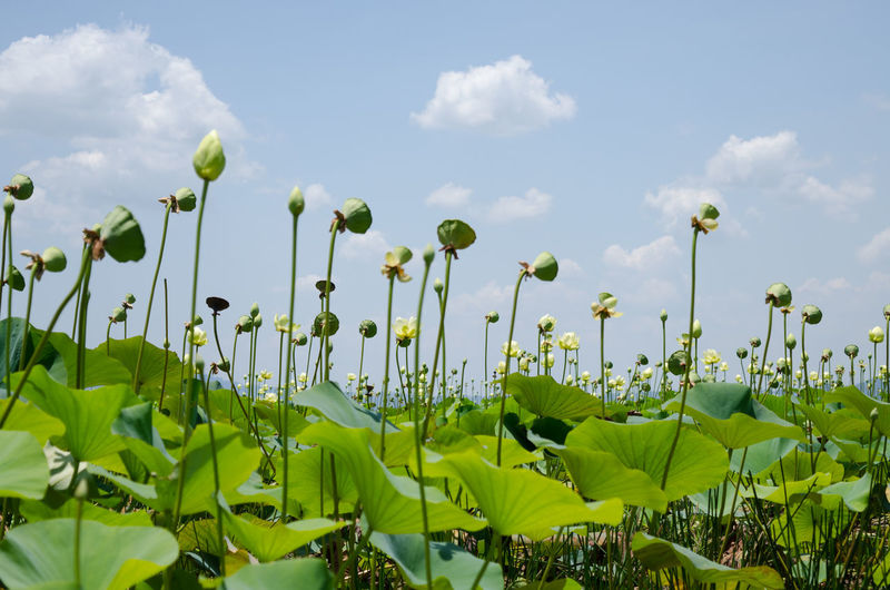 Lotus water lilies against sky