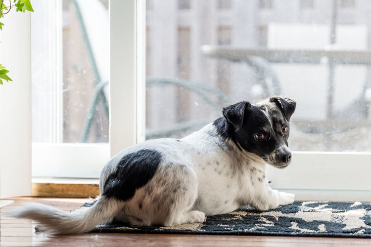 Portrait of dog relaxing by window