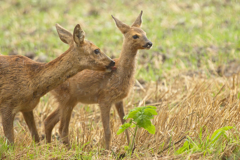 Roe deer and fawn on grassy field