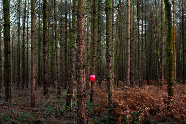 View of balloons on trees in forest