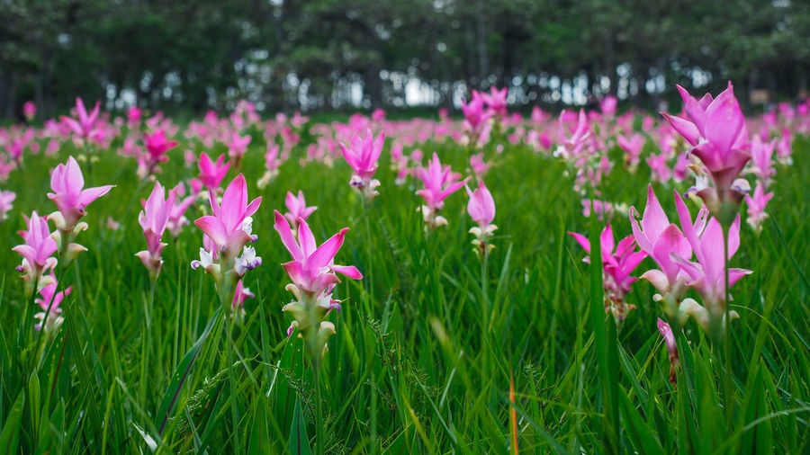 Close-up of pink flowering purple flowers on field