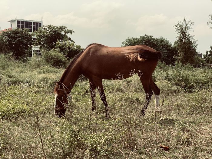 Horse in the field