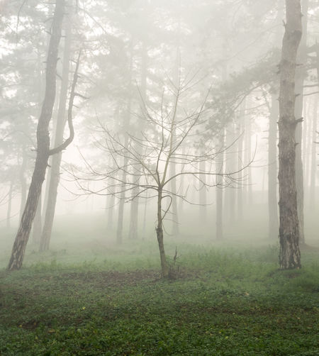 Trees in forest