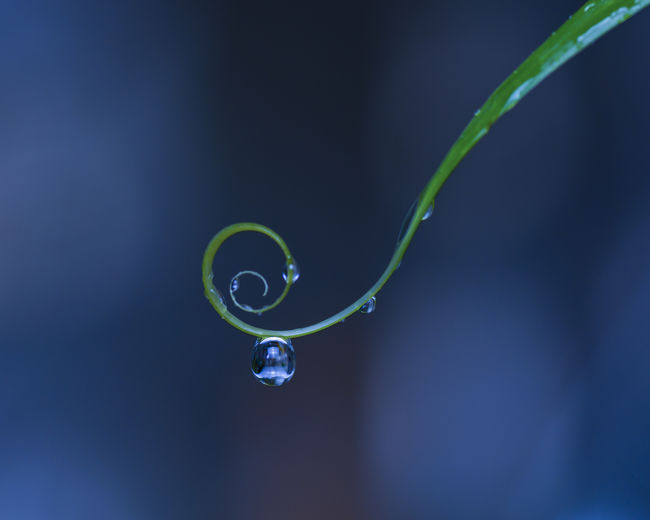 Close-up of water drop on tendril