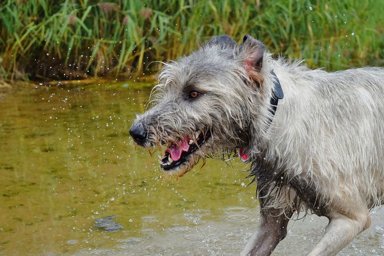 Close-up of irish wolfhound playing in water