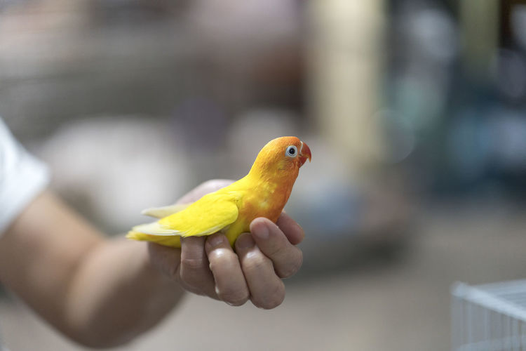Cropped image of hand holding bird