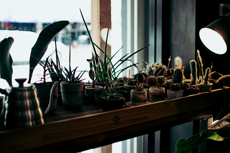 Potted plant