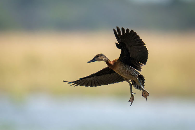 White-faced whistling-duck lifts both wings to land