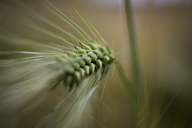 Closeup, macro photo of white blooming yarrow with blurred, bokeh, green background