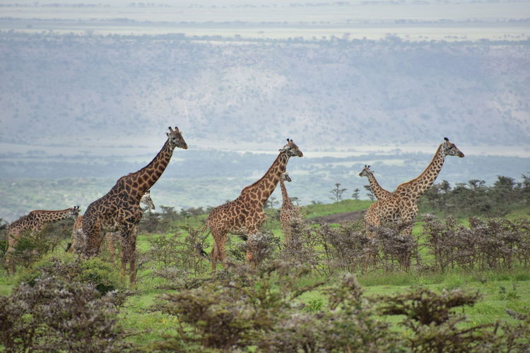 Giraffes amidst plants on field