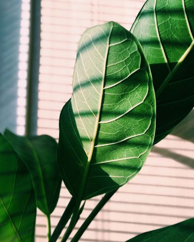 Close-up of plant leaves
