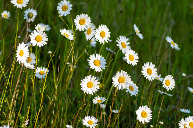 Close-up of white daisy flowers on field