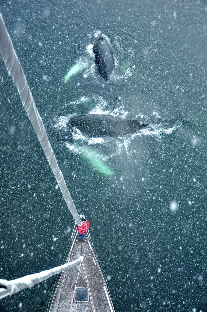 High angle view of whales by sailboat on sea during winter