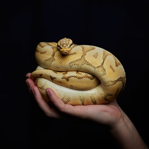 Hand holding royal python on black background