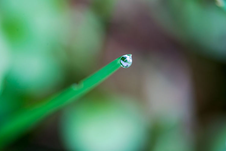 Close-up of dew on blade of grass