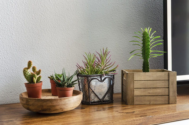 Potted plants on table against wall