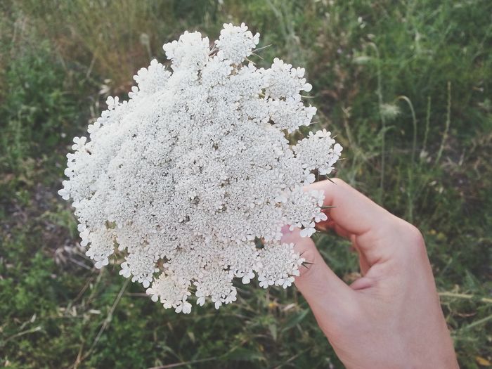 Cropped hand holding white flowering plant
