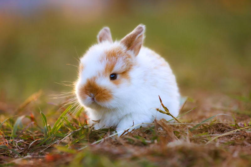 Rabbit on field