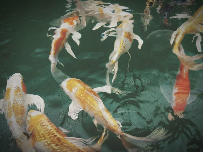 High angle view of koi carp swimming in pond