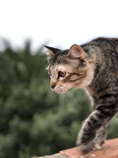 Close-up of a cat looking away