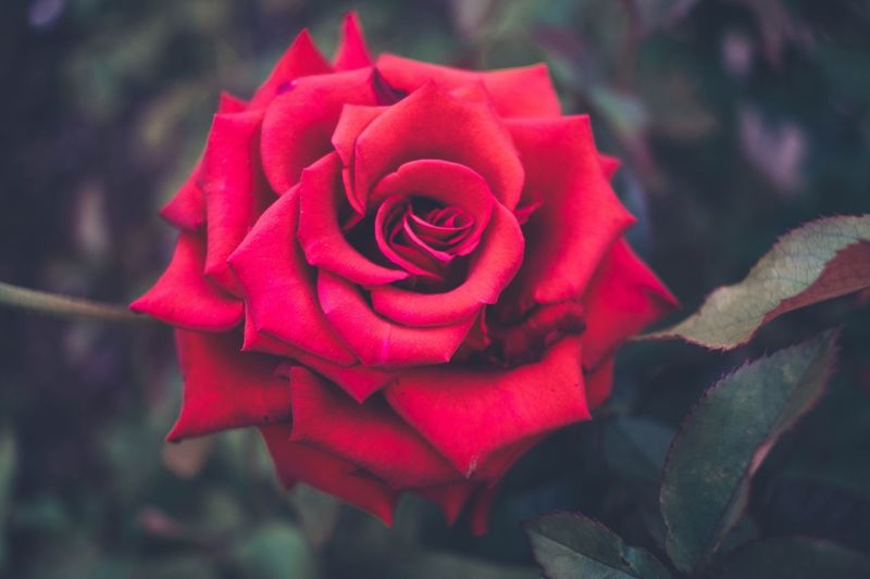 Close-up of red rose blooming outdoors