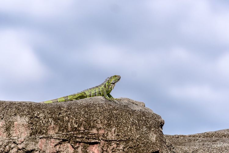 Low angle view of lizard perching on rock against sky