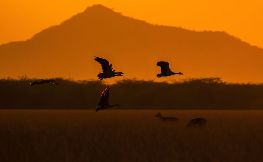 Flock of bar-headed geese flying over indian gazelle's in tal chhapar, rajasthan