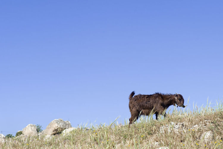 Animals on field against clear blue sky