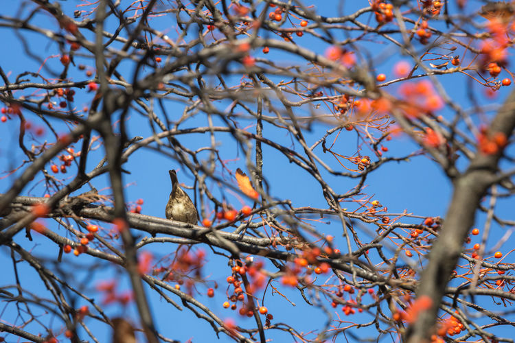 Low angle view of bird perching on tree against blue sky