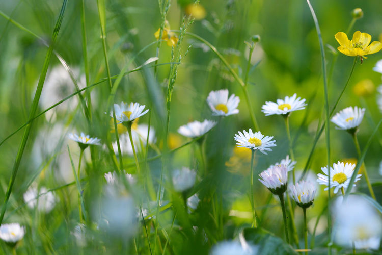 Close-up of white daisy flowers on field