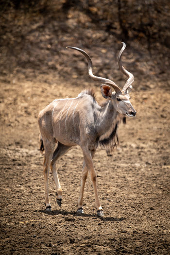 Male greater kudu walking across rocky ground