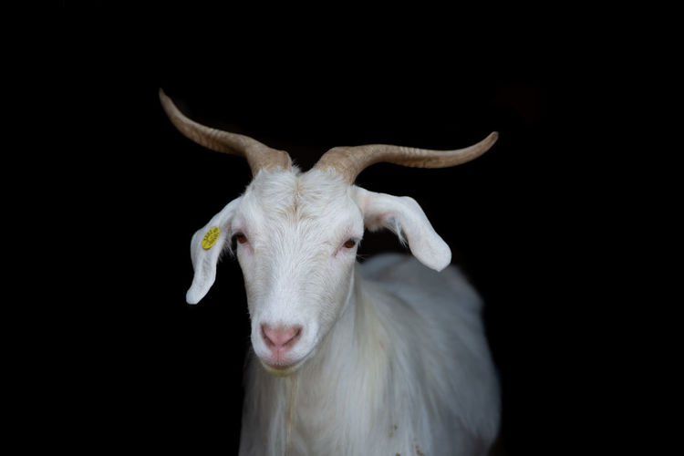 White goat looking straight ahead on black background