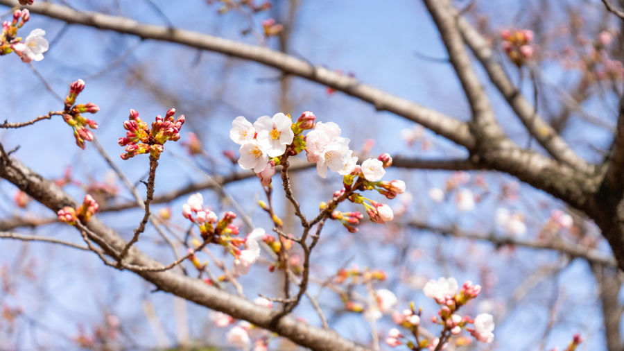Low angle view of cherry blossoms in spring