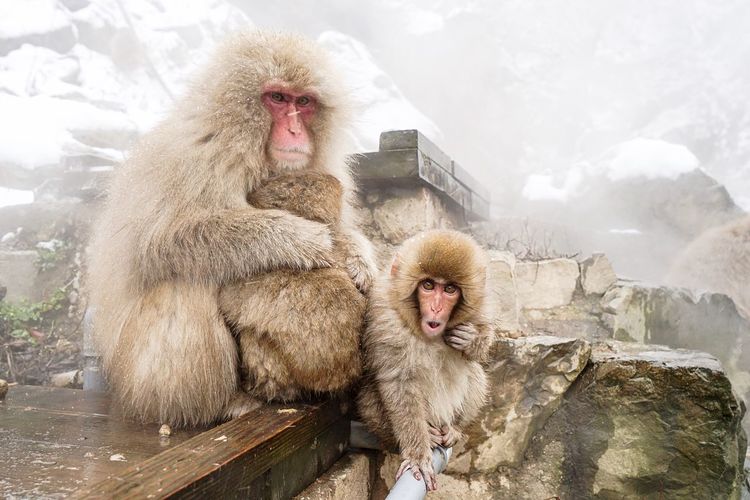 Cute monkeys in japan