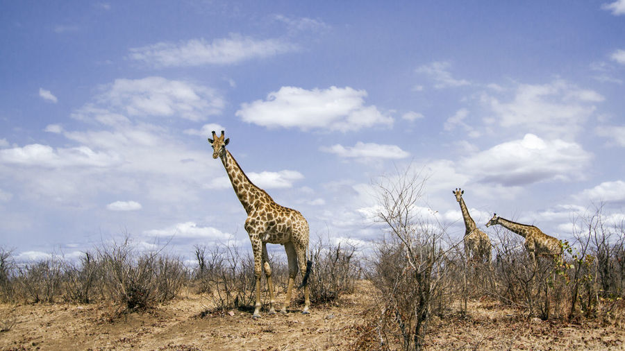Giraffes on field against sky