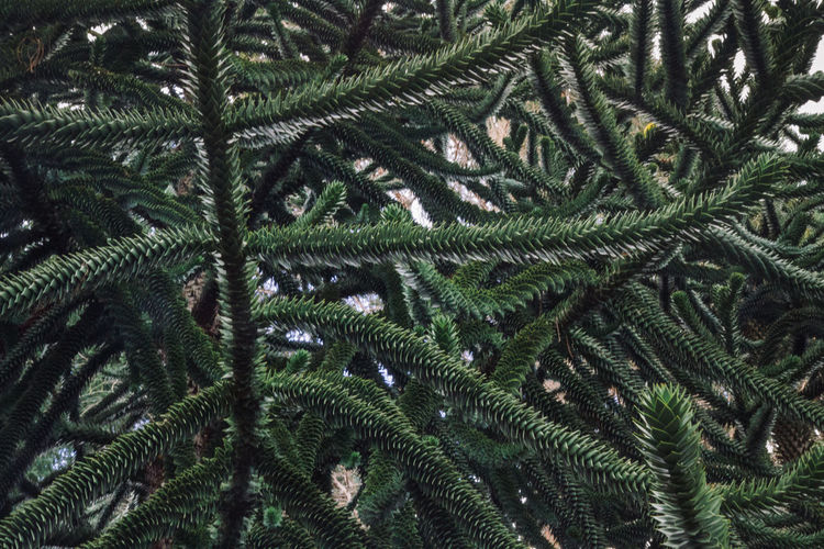 Full frame shot of branches