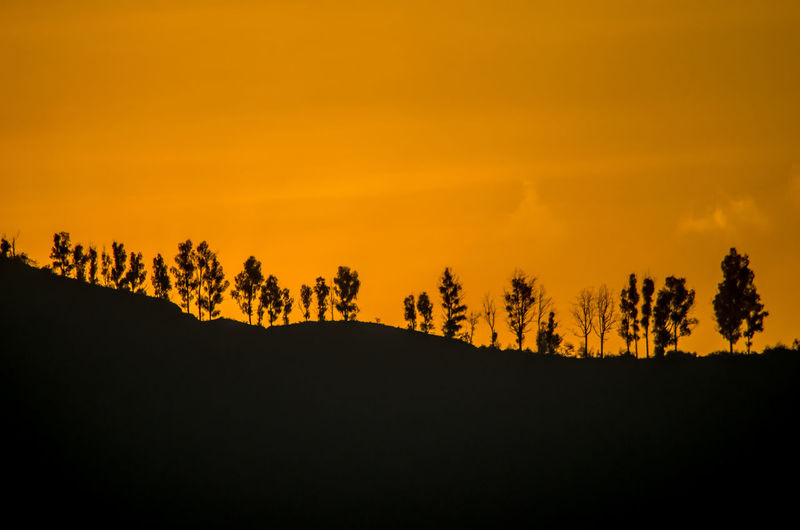 Silhouette trees and plants against sky during sunset