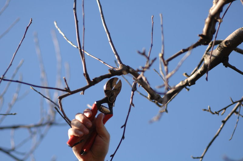 Low angle view of hand pruning branches against sky